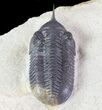 Morocconites Trilobite - Clear Eye Facets #64915-2